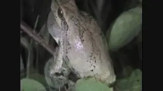Eastern gray treefrog calling