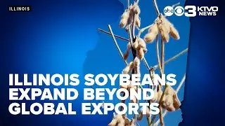 Illinois soybeans expand beyond global exports, finding markets at home