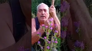 &iquest;Sirve de ant&iacute;doto la viborera? 🧪🧙&zwj;♂️ &iquest;Es esta la poci&oacute;n m&aacute;gica definitiva? 🐍 &iquest;Ser&aacute; solo un mito?