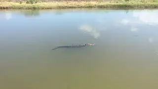 Ship Island Mississippi, Alligator!