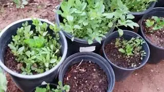 Cultivo de Bledo-Quelites en Macetas! - SinPretextos.