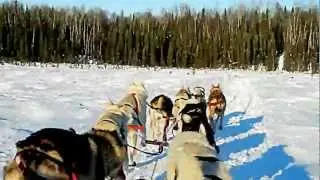 Iditarod Champion Dallas Seavey - Dog Sled Tour with Dallas Seavey Racing