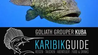Ponygr&ouml;sse: Goliath-Grouper, Judenfische, Gro&szlig;er Zackenbarsch, Kuba