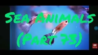 Sea Animals (Part 73) Educational Kid Video Learn English 