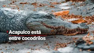 DEVASTACIÓN | Desde las alturas, así se aprecia Acapulco tras el paso del huracán John
