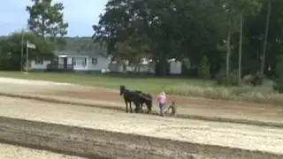 Draft Horses and Mules Plowing