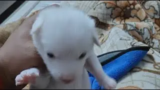 cute baby puppy funny video 😻, viral dog's video German shepherd dog video
