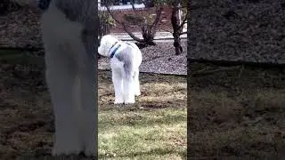 (911 STRANGER DANGER)