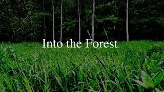 Into the Forest - Short Film