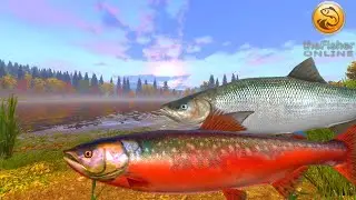 Insane Arctic Char Spot + Large White Fish | New Pechora | Fisher Online | Ep 71