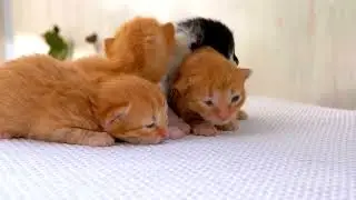 mixkit newborn fluffy kittens 31978 hd ready