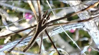 🕸️ Big 🕸️ stick 🕸️ Spider 🕸️🕸️🕸️ Deinopidae