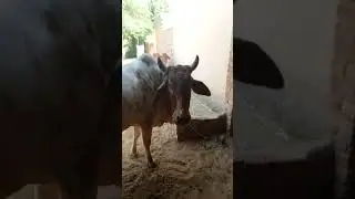 desi cow in village #bundelkhand #cultural #farmer