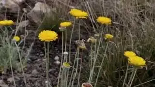 San Pedro Riparian National Conservation Area