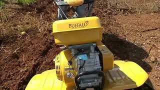 Trabalho com o Motocultivador BUFFALO BFG 800