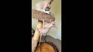 Sphynx Kittens in Florida