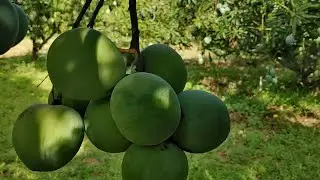 #Neelam #Mango Farm # Chittoor