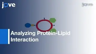 Lipid Vesicle-Mediated Affinity Chromatography By Magnetic Activated Cell Sorting l Protocol Preview