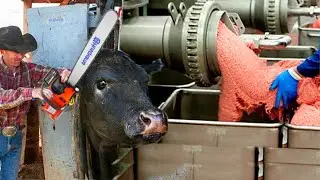 Modern Buffalo Cutting and Processing in Factory - Fresh Buffalo Meat Production Process