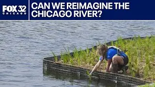 Beyond Chonkosaurus: How floating wetlands could bring new life to the Chicago River | ChicagoNOW