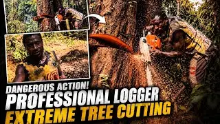 Amazing Action of a Professional Lumberjack