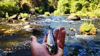 Pesca de truchas en chile /pesca con mosca/ rio quino /victoria/region de la araucania /team mlr/