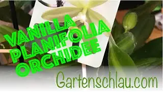 Vanilla planifolia (Gew&uuml;rzvanille oder Echte Vanille) - Alles &uuml;ber Orchideen #89 // Gartenschlau.com