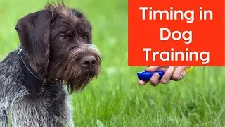 Timing in Dog Training