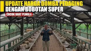 Review Harga Domba Cross Texel Bobot Super