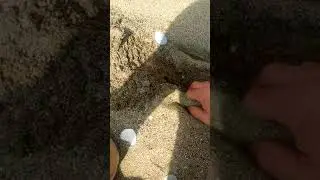 Фишер ф19