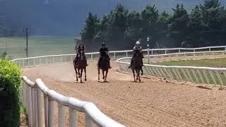 A set of gallopers: Mr. Mosley (outside), Dixie Divine (center) and Channel Five Live.