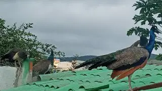 Live falando sobre as aves galinhas Pato Peru fais&atilde;o e pav&otilde;es venha ver se inscreva no canal