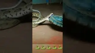 #cartoon  Russell's viper  snake 🐍🙏 