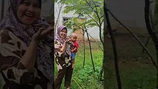 Pohon Pete Terpendek Berbuah #nature #petai #cutebaby