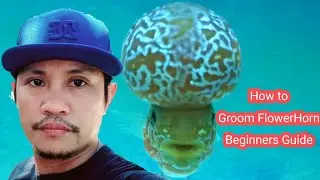 How to Groom FlowerHorn Beginners guide!(Digos City)