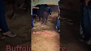 Buffalo deliver time 😍