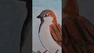 || BEAUTIFUL SPARROW ART || #sparrow #birdpainting #crayons #drawing #shorts #fruitful_hands