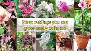 Grow plant cuttings at home | कटिंग्स लगाने का आसान तरीका | Monsoon Special