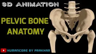 Pelvis Hip Bone Anatomy | Hip Bone Anatomy In Hindi | Ilium, Ischium, Pubis