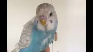 How to bath a budgie | Quick tutorial