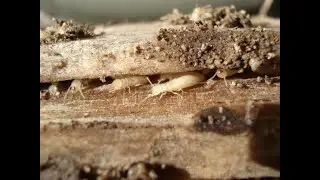 Termite Control Phoenix by Bills Pest Termite Control