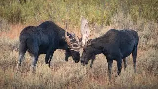 Bull Moose Battle in Idaho!