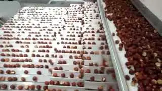 HELMS TECHNOLOGIE: Quality control of hazelnuts, other nuts, apricot kernels and chocolate-nibs