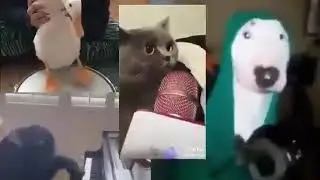 Noise (not earrape)