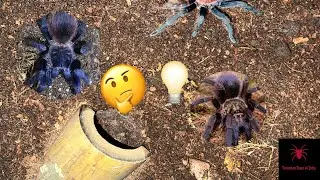 How to Set up Enclosure for 1cm sling? | Useful tips for beginners | Indian Tarantula Keeper