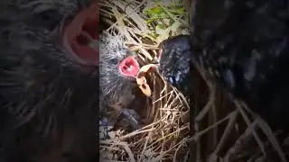 Mother bird and baby eat snack#bird #animals #nestbird #baby