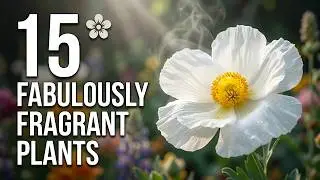 15 Fabulously Fragrant Plants for Your Garden