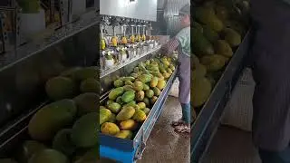 Advanced mango peeling machine &ndash; fast fruit processing #shorts