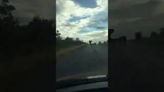 Elephant charging the Wild Dogs