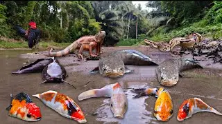 It's Amazing! Finding Giant Snakehead Fish in the River, Koi Fish, Goldfish, Iguana, Frog, Snake